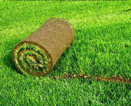 Natural Grass Diseases, and Artificial Grass Use Areas